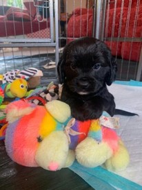 tibetan mastiff for sale gumtree